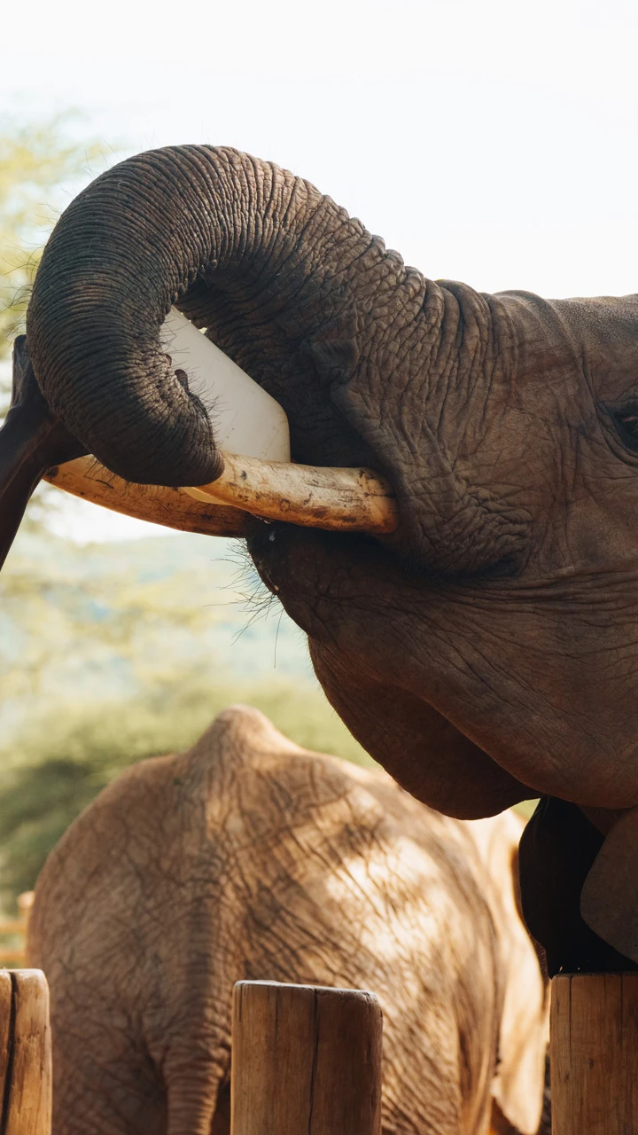 Feeding the elephant 