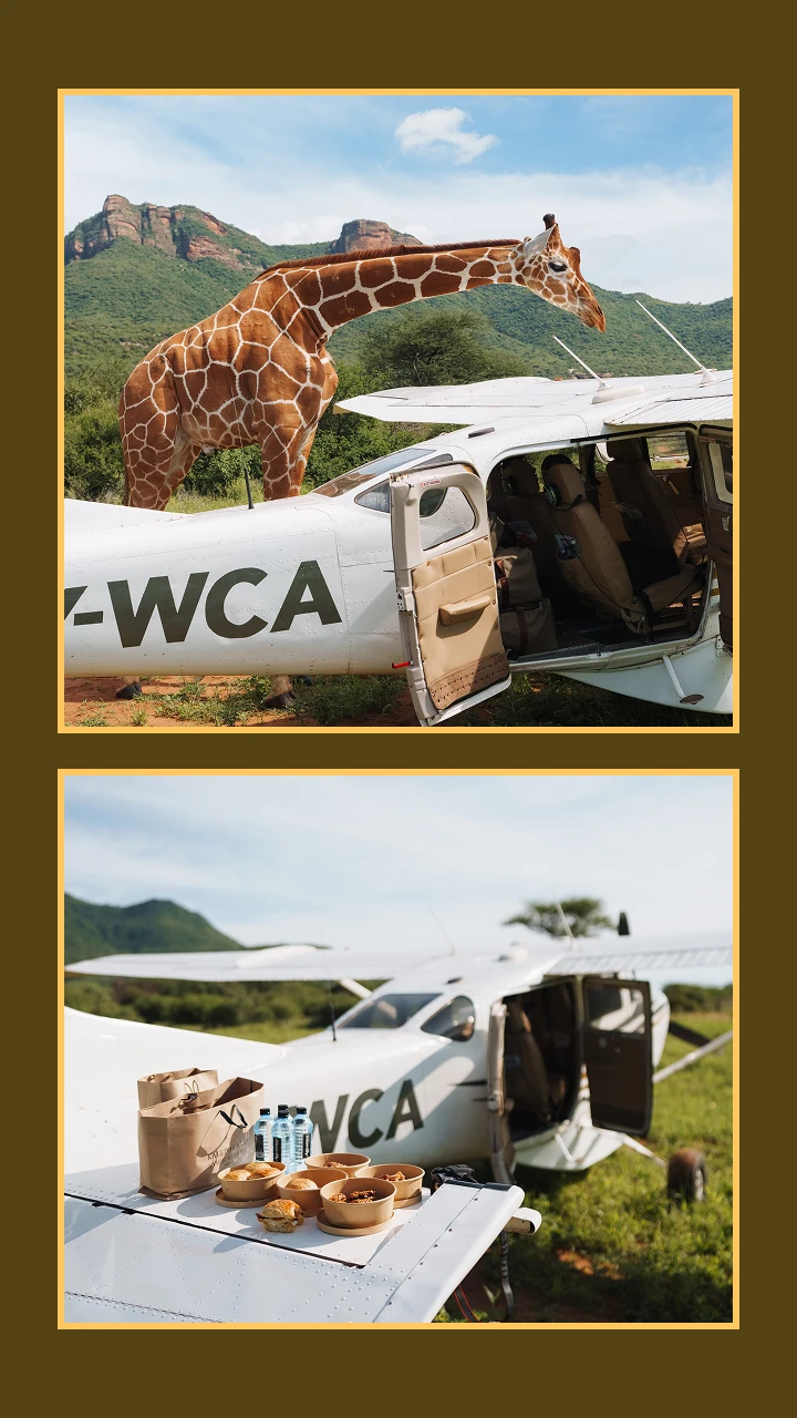 Collage of lunch on the plane and a giraffe visitor 