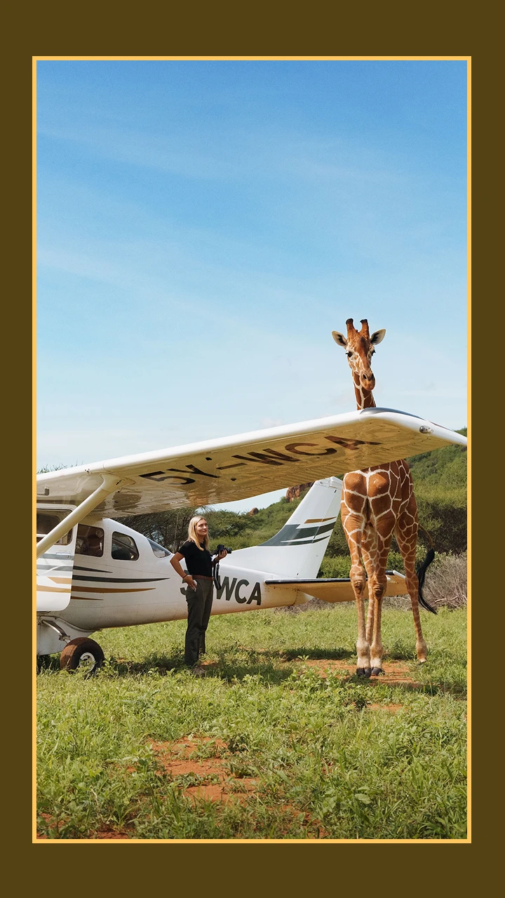 Giraffe standing by plane 