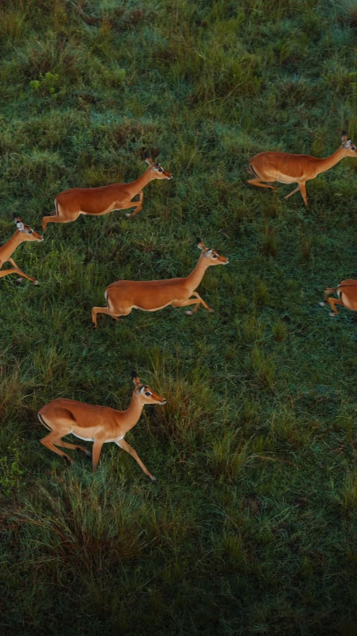 Gazelles