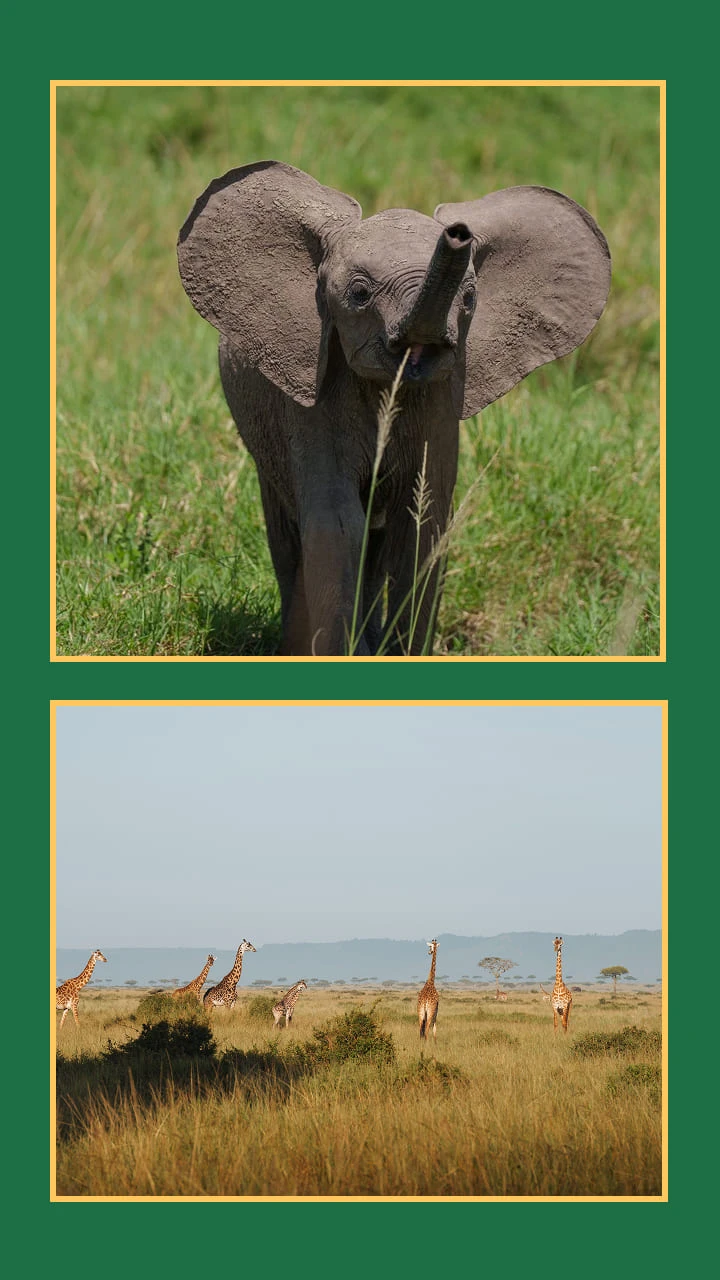 Collage of wildlife, baby elephant and giraffes