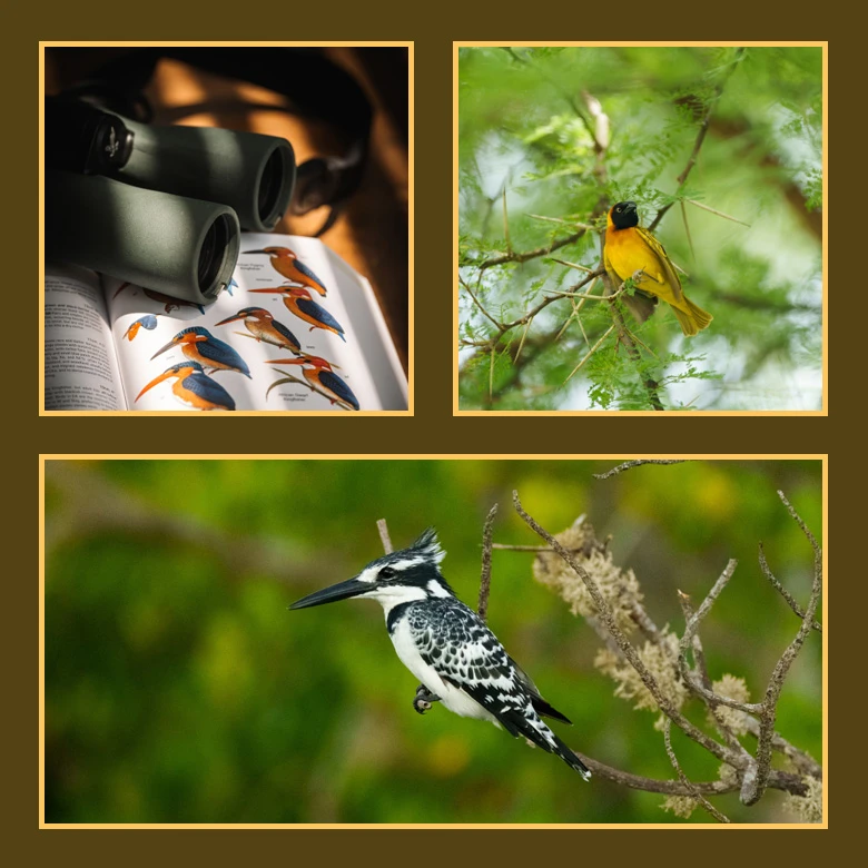 Collage of birds and binoculars