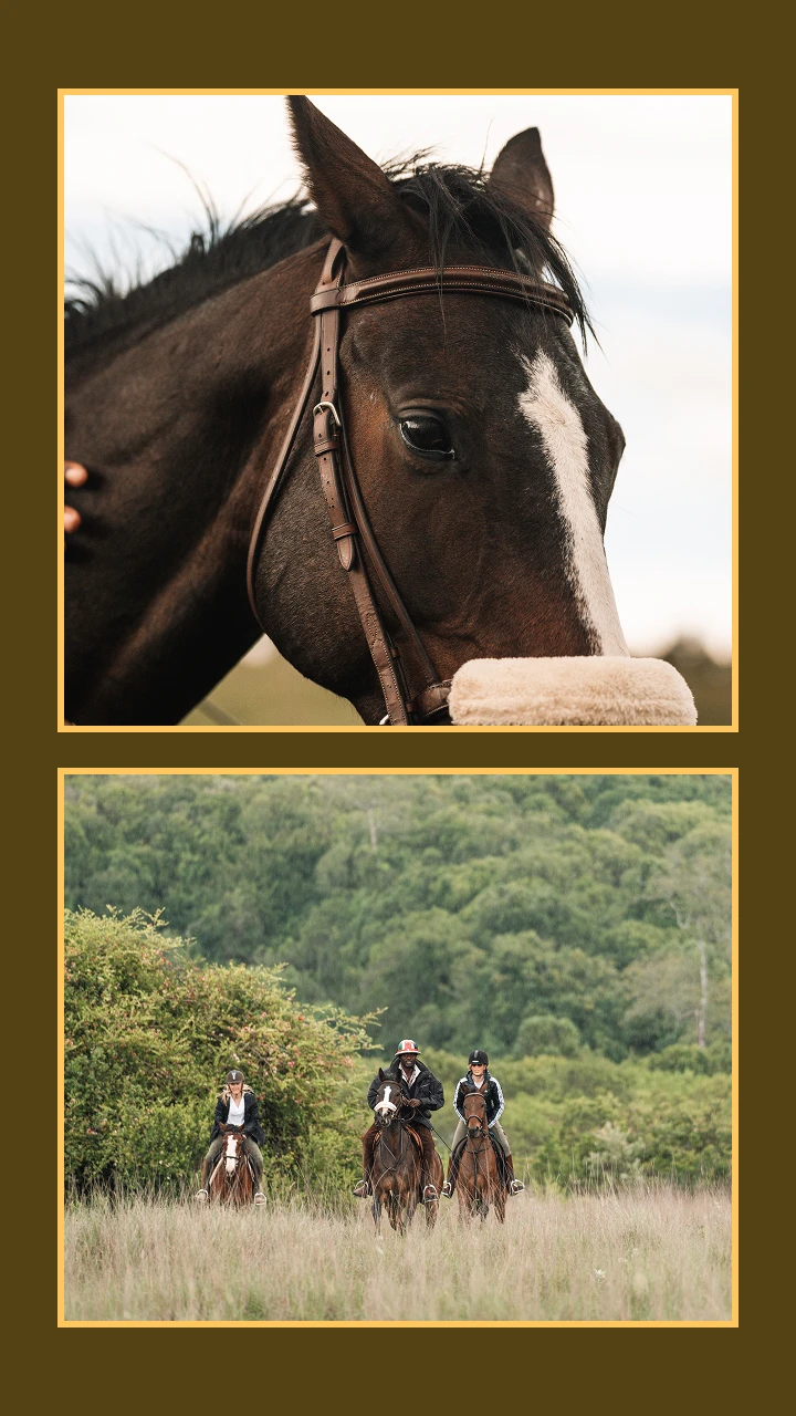 Collage of Horses