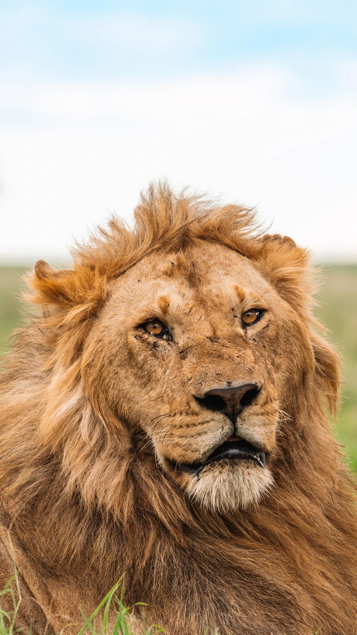 Lion