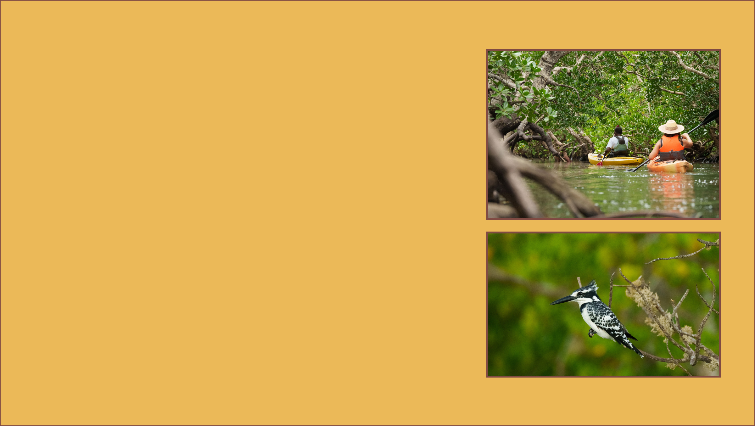 Collage of Mangroves and birds