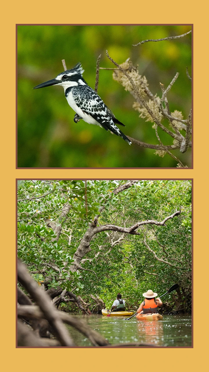 Collage of Mangroves and birds